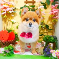 【本店】2019年3月24日のワンちゃん達♪