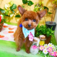 【本店】2019年3月25日のワンちゃん達♪