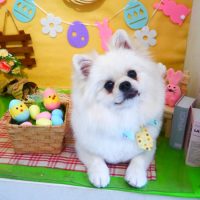 【本店】2019年3月27日のワンちゃん達♪