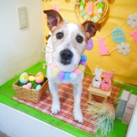 【本店】2019年3月28日のワンちゃん達♪