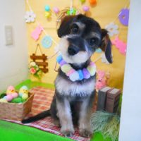 【本店】2019年3月29日のワンちゃん達♪