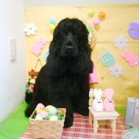 【本店】2019年3月30日のワンちゃん達♪