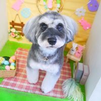 【本店】2019年3月31日のワンちゃん達♪