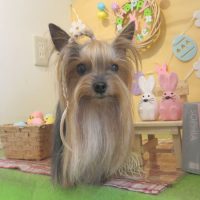 【本店】2019年4月3日のワンちゃん達♪