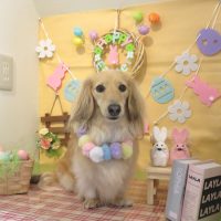 【本店】2019年4月4日のワンちゃん達♪