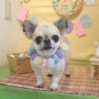 【本店】2019年4月5日のワンちゃん達♪