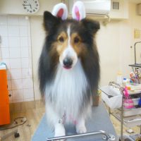 【本店】2019年4月7日のワンちゃん達♪