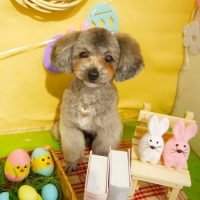 【本店】2019年4月8日のワンちゃん達♪