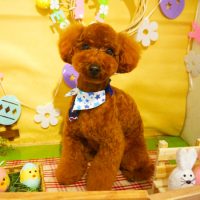 【本店】2019年4月10日のワンちゃん達♪