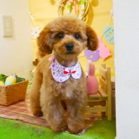 【本店】2019年4月11日のワンちゃん達♪