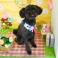 【本店】2019年4月12日のワンちゃん達♪