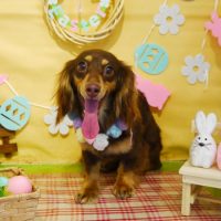 【本店】2019年4月13日のワンちゃん達♪