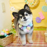 【本店】2019年4月14日のワンちゃん達♪