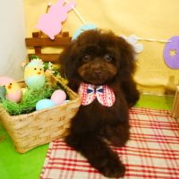 【本店】2019年4月15日のワンちゃん達♪