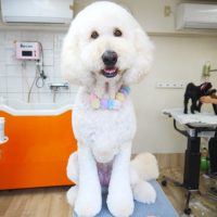 【本店】2019年4月18日のワンちゃん達♪