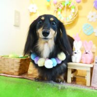 【本店】2019年4月19日のワンちゃん達♪