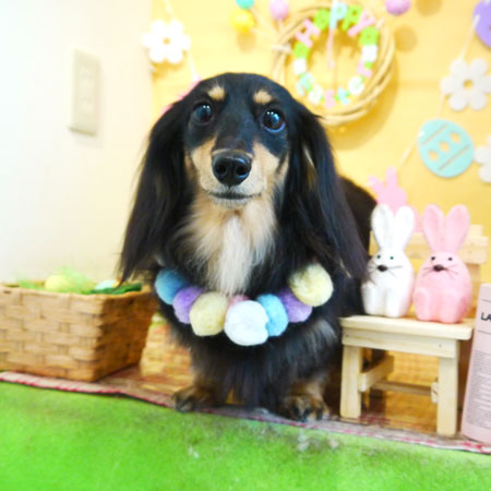 【本店】2019年4月19日のワンちゃん達♪