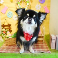 【本店】2019年4月20日のワンちゃん達♪