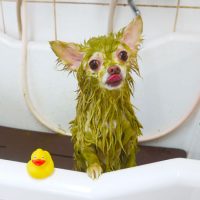 【本店】2019年4月21日のワンちゃん達♪