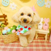 【本店】2019年4月22日のワンちゃん達♪