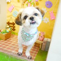 【本店】2019年4月24日のワンちゃん達♪