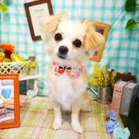 【本店】2019年4月25日のワンちゃん達♪