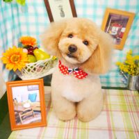 【本店】2019年4月26日のワンちゃん達♪