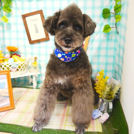 【本店】2019年4月27日のワンちゃん達♪