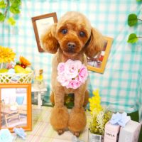 【本店】2019年4月28日のワンちゃん達♪