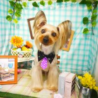 【本店】2019年4月29日のワンちゃん達♪