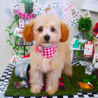 【山手店】2019年4月1日のワンちゃん達♪