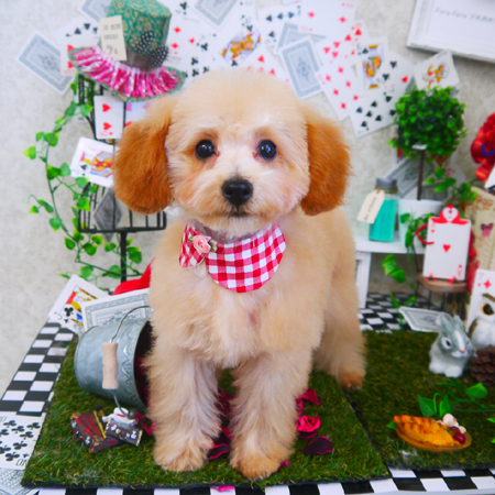 【山手店】2019年4月1日のワンちゃん達♪