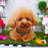 【山手店】2019年4月4日のワンちゃん達♪