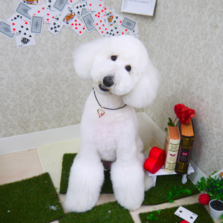 【山手店】2019年4月5日のワンちゃん達♪