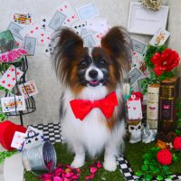 【山手店】2019年04月6日のワンちゃん達♪