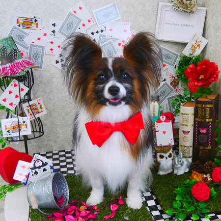 【山手店】2019年04月6日のワンちゃん達♪