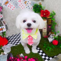 【山手店】2019年4月7日のワンちゃん達♪