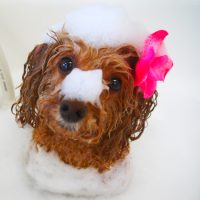 【山手店】2019年4月8日のワンちゃん達♪