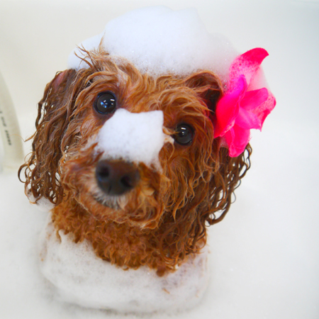 【山手店】2019年4月8日のワンちゃん達♪