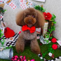 【山手店】2019年4月10日のワンちゃん達♪