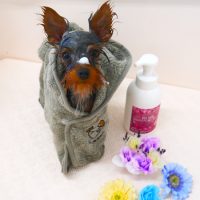 【山手店】2019年4月11日のワンちゃん達♪