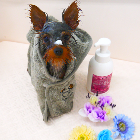 【山手店】2019年4月11日のワンちゃん達♪