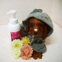 【山手店】2019年4月12日のワンちゃん達♪