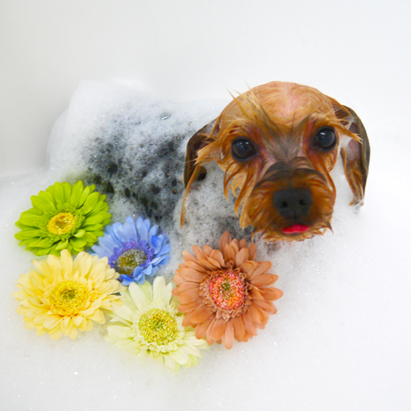 【山手店】2019年4月13日のワンちゃん達♪