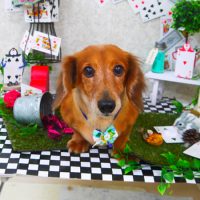 【山手店】2019年4月15日のワンちゃん達♪