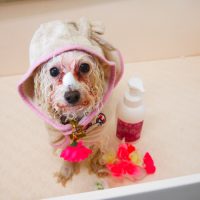 【山手店】2019年4月18日のワンちゃん達♪