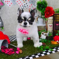 【山手店】2019年4月20日のワンちゃん達♪