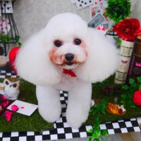 【山手店】2019年4月21日のワンちゃん達♪