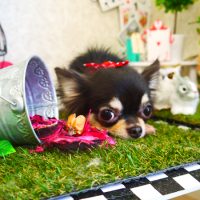 【山手店】2019年4月22日のワンちゃん達♪