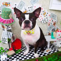 【山手店】2019年4月24日のワンちゃん達♪